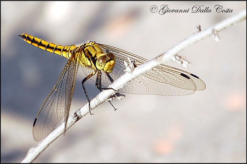 Orthetrum cancellatum femmina